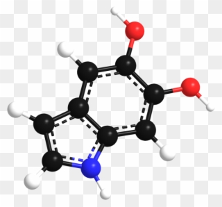 Dihydroxylindol 3d Model Bonds - Organic Chemistry Clipart