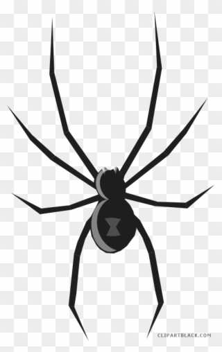 Spider Animal Free Black White Clipart Images Clipartblack - Black Widow Spider How To Draw - Png Download