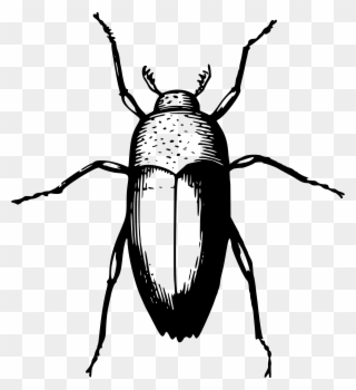 Animal Beetle Bug Insect Png Image - Beetle Clipart