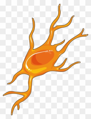 Neurology - Oligodendrocyte Art Clipart