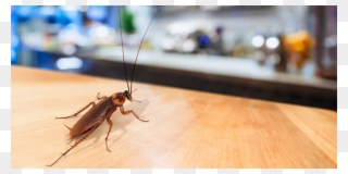 Emergency Pest Control Gouldsboro Me - Chigger Flea Bed Bug Clipart