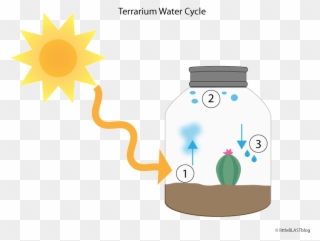 Water Cycle In Terrarium Clipart