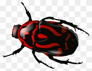 Bug Insect Beetle Black Red Png Image - Beetle .png Clipart