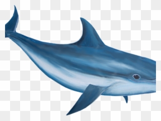 Bottlenose Dolphin Clipart Realistic - Dolphin Png Transparent Png