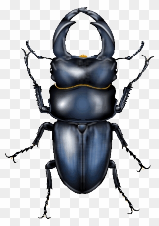 Japanese Cult Beetles - Dung Beetle Clipart