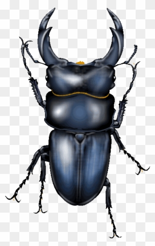 Japanese Cult Beetles Clipart