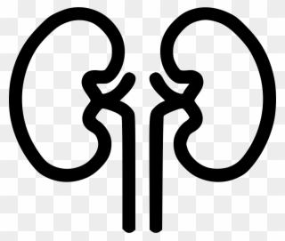 Kidney Organ Health Medical Health Renal Kidnies Comments - Kidney Icon Clipart