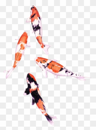 Koi Fish Png Graphic Royalty Free Stock - Png Water Color Fish Clipart