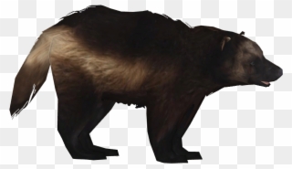 Clip Athamus Zt Download Library - Grizzly Bear - Png Download