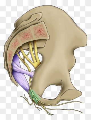 Male Vs Female - Pudendal Nerve Clipart