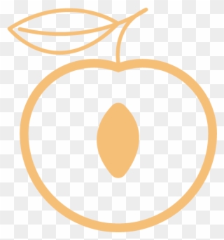 Apricot - Peach Clipart