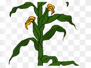 Stem Clipart Flower Stalk - Corn Plant - Png Download