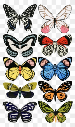 Butterfly Images, Butterflies, Clip Art, Handmade Crafts, - Papilio Machaon - Png Download