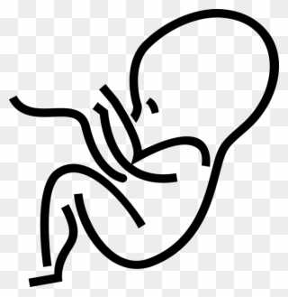 Vector Illustration Of Fetus Prenatal Human Between Clipart