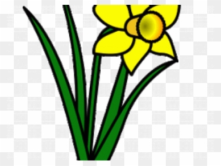 Daffodils Clipart Leek - Png Download