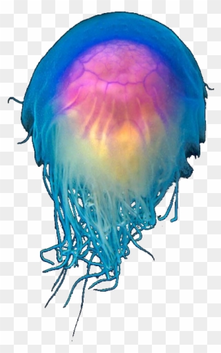 Clipart Transparent Library I Like Weird Things Image - Jelly Fish On Transparent - Png Download