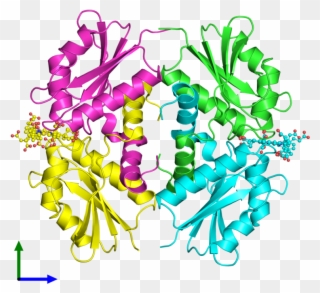 Pdb 2xwq Coloured By Chain And Viewed From The Front Clipart