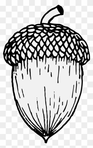 Clip Art Royalty Free Library Acorn Black And White - Acorn Drawing - Png Download