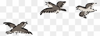 Bird Flight Bird Flight Columbidae Airplane - Clip Art Birds Flying - Png Download