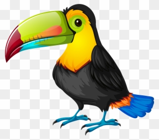 1928 AWESOME B/&W etching TOUCAN bird