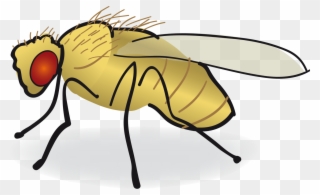 Common Clip Art Transprent - Drosophila Drawing - Png Download