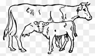 Beef Vector Cow Indian Clip Royalty Free Download - Cow And Calf Drawing - Png Download