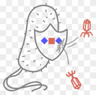” An Adaptive Immune System Found In Bacteria And Archaea, Clipart