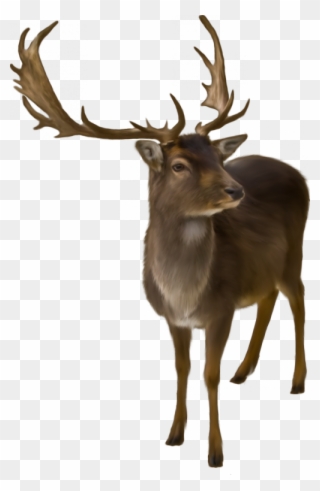 Tubes Animaux De La Forêt - Cerf Png Clipart