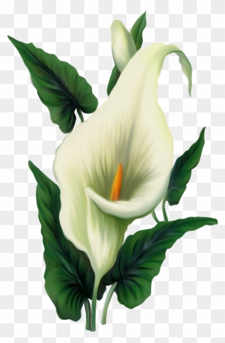 Peace Lily Clip Art - Png Download