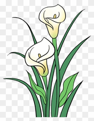 How To Draw Calla Lily - Drawing Clipart