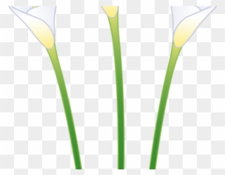 Easter Flower Clipart Calla Lily - Drawing - Png Download