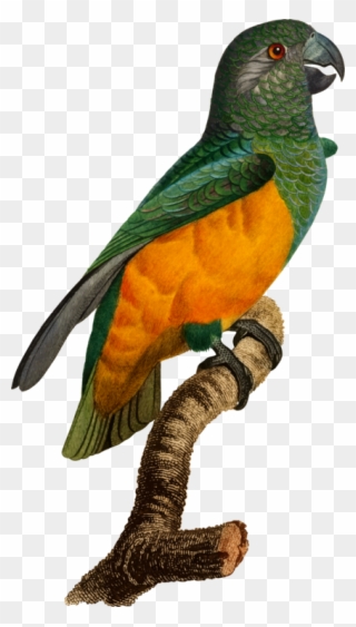 Budgerigar Bird Parrot - Parrot Clipart