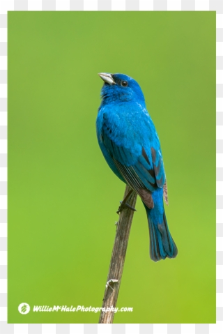 Png V - Indigo Bunting Clipart