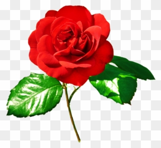 Rose Image Red Rose - Red Rose With Leaves Png Clipart