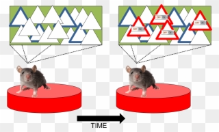 Now For Two Days The Mightymouse Wakes Up In His Home - Rat Clipart