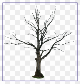 Picture Royalty Free Stock Stunning Dead Tree Cartoon - Dead Tree Drawing Clipart