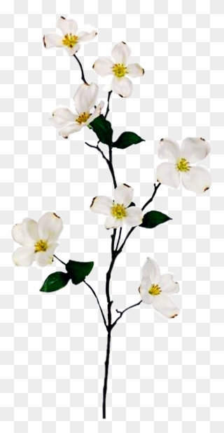 Report Abuse - Silk Plants Direct Dogwood Spray - Cream - Pack Clipart