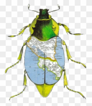 Beetle Collages Clipart