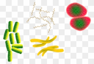 Bacteria Microbes Infection Png Image - Bacteria Clipart