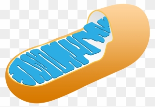 Mitochondrial Dna Mutations That Result In Poorly Functioning - Mitochondria Function Clipart