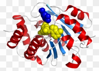 Free PNG Enzyme Clip Art Download - PinClipart