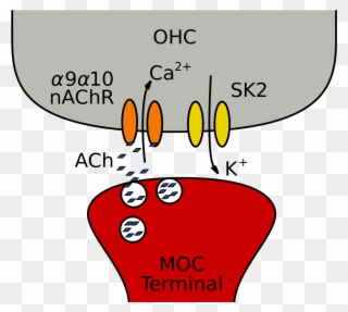 Moc Fibers And The Cholinergic Synapse Onto Ohcs In - Moc Ohc Synapse Clipart