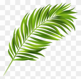 Image Result For Palm Leaves - Ветка Пальмы Пнг Clipart