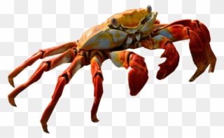 Free Png Red Crab Standing Png Images Transparent - Christmas Island Red Crab Png Clipart