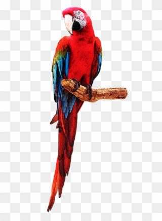 Bonuscursos - Com - Red-and-green Macaw Clipart