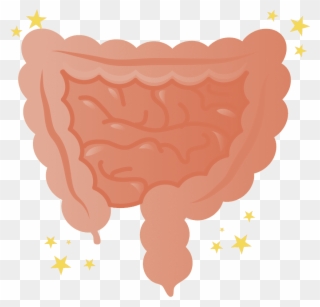 To Improve Your Intestinal Environment, Digestion Is - Intestine Clipart