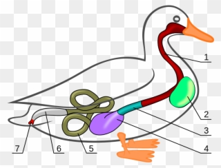 314 × 240 Pixels - Anatomy Of Mallard Duck Clipart