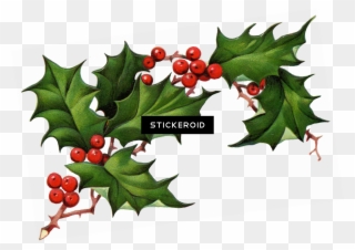 Christmas Elements - Real Christmas Holly Transparent Clipart