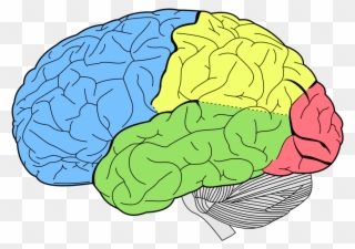 Moderny Mozog Comm Pass Smart Brain Rozvoj Mozgu 2 - Colores Del Cerebro Humano Clipart