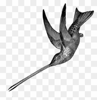 1881 Hummingbird Free Vintage Clip Art➢ Download Images - Fairy Teases Hummingbird Throw Blanket - Png Download